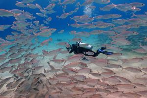 A scuba experience in Turks and Caicos